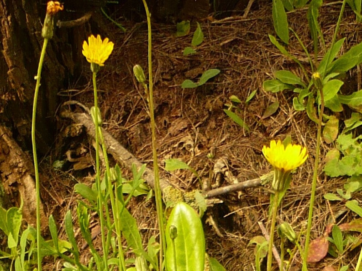 Sonchus bulbosus subsp. bulbosus (Asteraceae)